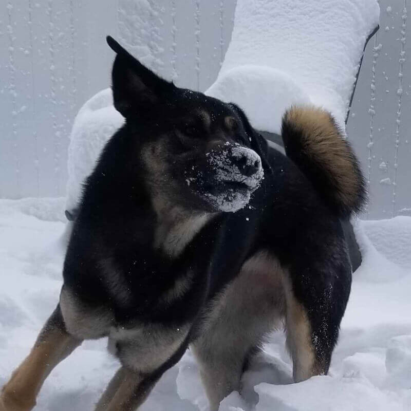 Warren's dog in the winter snow.